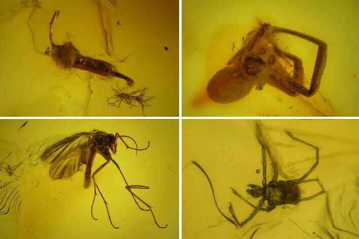 Detailed Fossil Spider, Springtail, Mite and Fly in Baltic Amber #163481